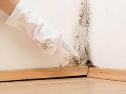 Environmental Consulting for Mold Prevention in Indian Hills, CO